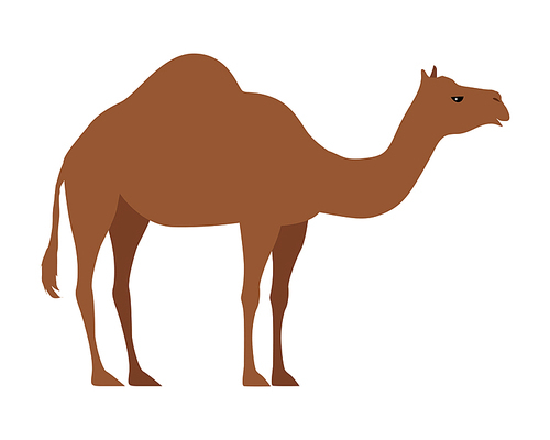 Camel isolated on white . Even-toed ungulate within the genus Camelus, bearing distinctive fatty deposits known as humps on its back. Sticker for children. Vector design illustration