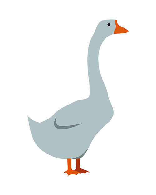 Goose flat style vector. Domestic animal. Country inhabitants concept. Poultry. Illustration for farming, animal husbandry, meat, down production companies. Agricultural species. Isolated on white