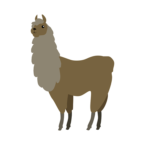 Lama flat style vector. Wild and domesticated animal. South America fauna species. For nature concepts, children s books illustrating, printing materials. Isolated on white