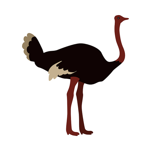 ostrich flat style vector. wild and domesticated bird. african fauna species. for nature concepts, farm advertising, children s book illustrating, printing materials. isolated on white