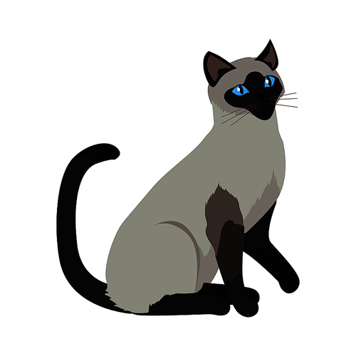 Siamese cat breed. Cute grey cat seating flat vector illustration isolated on white . Purebred pet. Domestic friend and companion animal. For pet shop ad, animalistic hobby concept, breeding