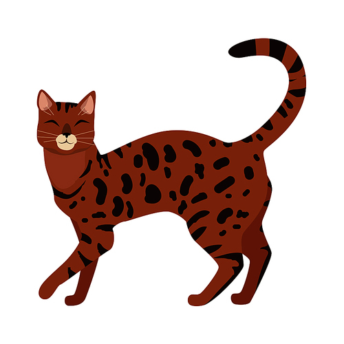 Bengal cat breed. Cute spotted, cat walking with raised tail flat vector illustration isolated on white . Purebred pet. Domestic friend and companion animal. For pet shop ad, hobby concept