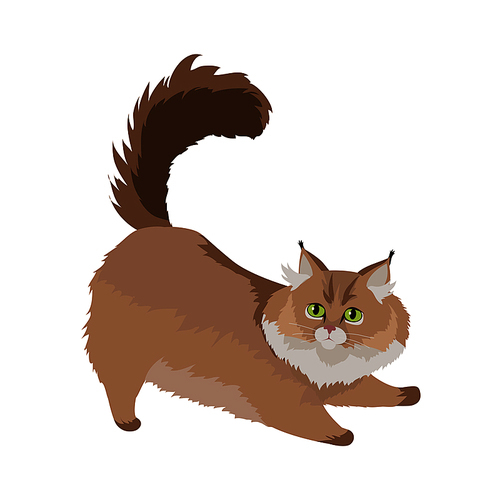 Maine coon cat breed. Cute fluffy cat stretching flat vector illustration isolated on white . Purebred pet. Domestic friend and companion animal. For pet shop ad, animalistic hobby concept