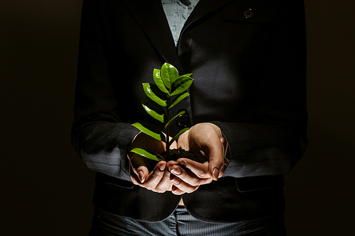 Close up of businesswoman hands with sprout in palms