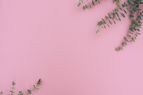 Green leaves on pink table from above with copy space, flat lay frame