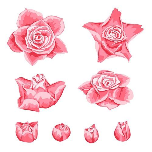Set of decorative pink roses. Beautiful realistic flowers and buds.