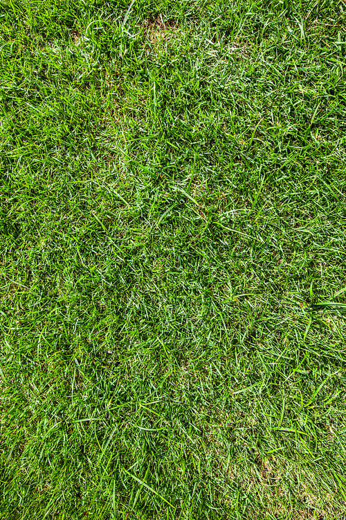 Green grass background texture close up view