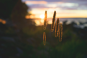 Closeup on reed grass ears against sundown, sunset abstract background