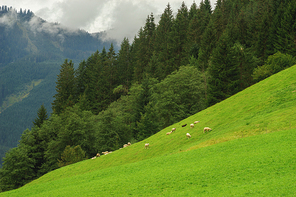 Sheep flock grazing on the slope pasture, idyllic alpine meadow