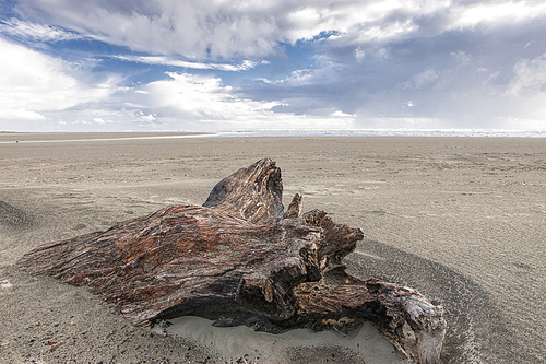 An old log laying in the sand at Ocean City Beach in Washington.