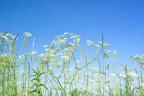 Cow parsley wildflowers in blue sky in the summer