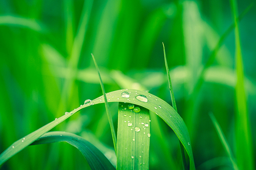 Drops of rain on green grass in a garden