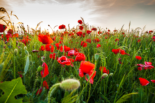 Poppy fields and sundown landscape. Beautiful nature summer vista with wild flowers