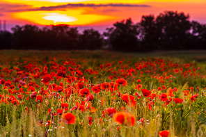 Poppy fields and sundown landscape. Beautiful nature summer vista with wild flowers