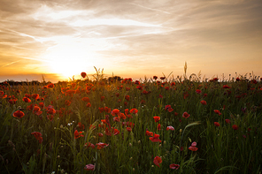 Poppy fields and sundown landscape. Beautiful nature summer vista with wild flowers