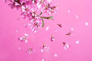 Beautiful blossom spring flower explosion on a pink background
