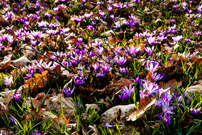 Spring saffron and grass carpet in the park. Beautiful nature flowers for inspiration. Tilt-shift version