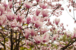 Beautiful blooming magnolia tree of pink color in the spring