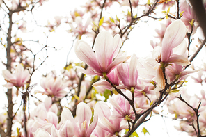 Beautiful blooming magnolia tree of pink color in the spring