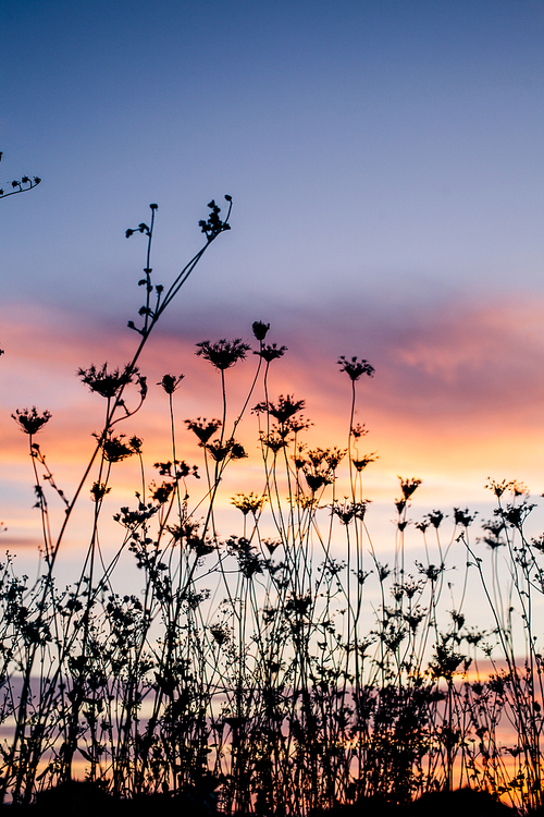 Silhouette of plants  against the background of sunset in summer