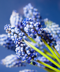Beautiful muskari bokeh flower on the blue background