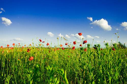 Poppies field over blue sky with sunshine