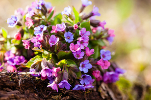 The evergreen perennial plant of the genus Pulmonaria - bouquet on the wood trunk. Spring season lungwort, common Mary's tears or Our Lady's milk drops.
