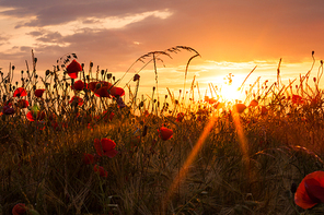 Wheat field with poppies and sundown landscape. Beautiful nature summer vista with wild flowers