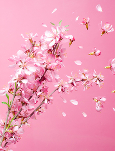 Beautiful blossom spring flower explosion on a pink background