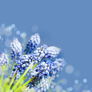 Beautiful muskari bokeh flower on the blue background