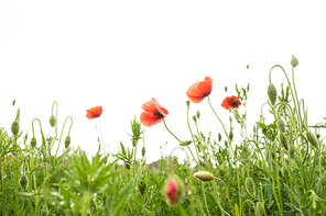 Poppies field over white background for design