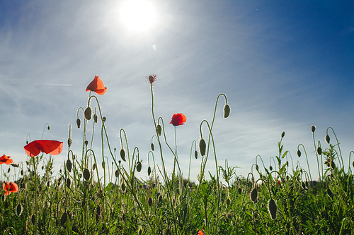 Poppies field over blue sky with sunshine