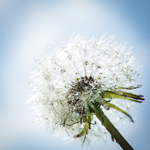Beautiful dandelion with drops of water against the sky, close-up