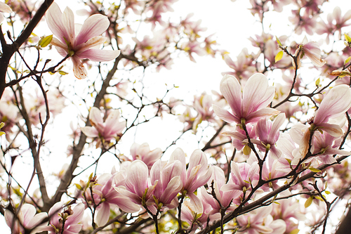 Beautiful blooming magnolia tree of pink color in the spring