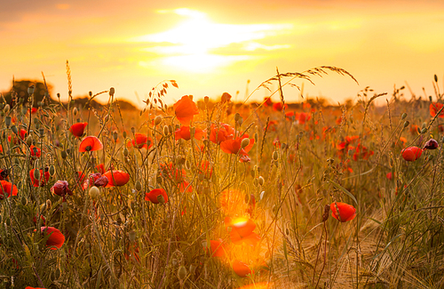 Wheat field with poppies and sundown landscape. Beautiful nature summer vista with wild flowers