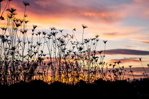 Silhouette of plants  against the background of sunset in summer