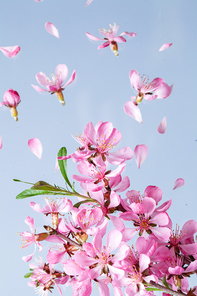 Beautiful pink spring flower explosion on a blue background