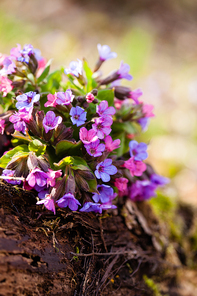 The evergreen perennial plant of the genus Pulmonaria - bouquet on the wood trunk. Spring season lungwort, common Mary's tears or Our Lady's milk drops.