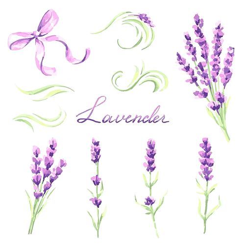 Lavender flowers and bunches set. Watercolor natural illustration of Provence herbs.