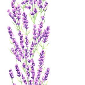 lavender flowers seamless . watercolor natural illustration of provence herbs.