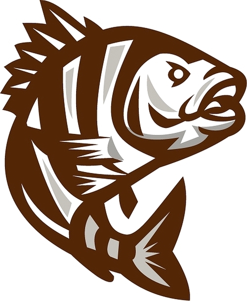 Illustration of a sheepshead (Archosargus probatocephalus) a marine fish jumping up set on isolated white  done in retro style.