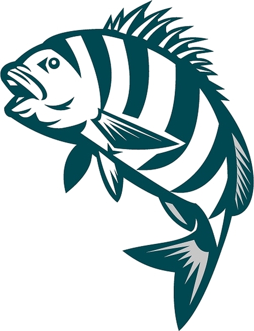 Illustration of a sheepshead (Archosargus probatocephalus) a marine fish jumping up set on isolated white  done in retro style.