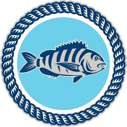 Illustration of a sheepshead (Archosargus probatocephalus) a marine fish viewed from the side set inside rope circle on isolated background done in retro style.