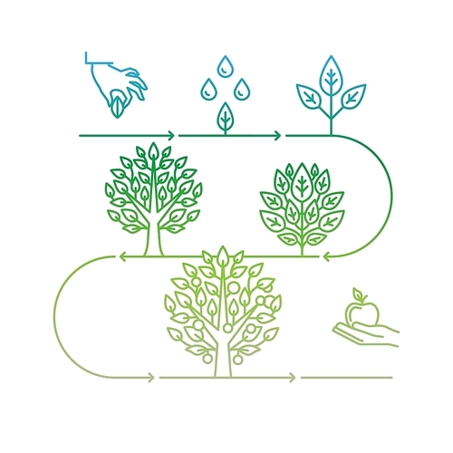 Vector infographics design elements and icons in linear style - business development and growth concepts - growing plant from seed to tree and apple fruit