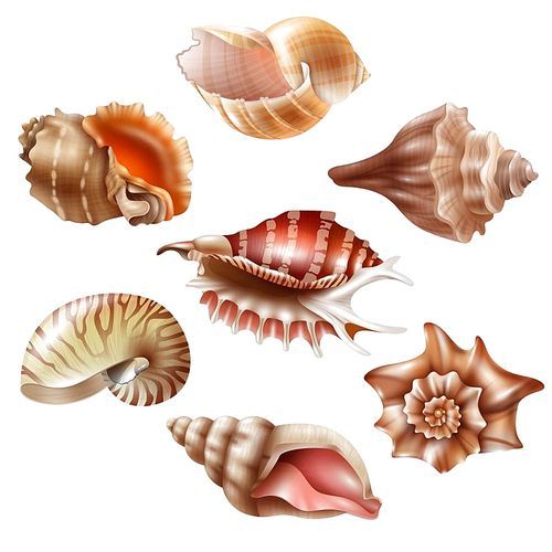 Beautiful seashells of different shape realistic set isolated on white  vector illustration