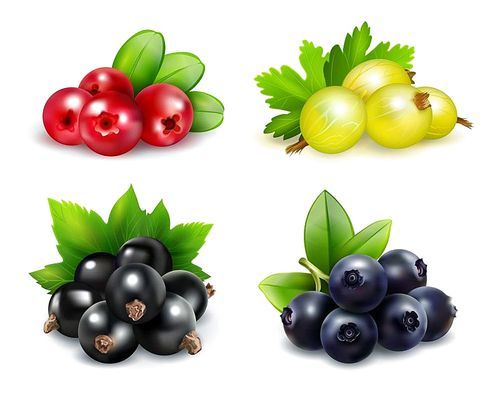Set of isolated berry clusters in realistic style with gooseberries cranberries blueberries and black currants vector illustration