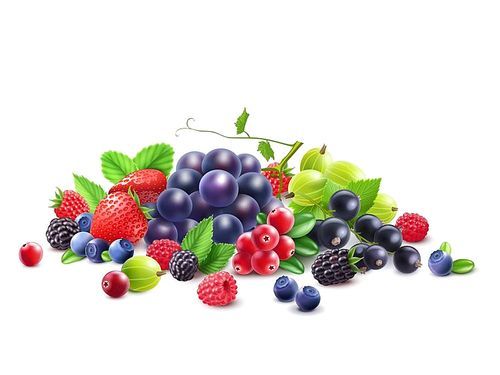 Ripe Berries Template with grape gooseberry strawberry blackberry cranberry bilberry black currant raspberry isolated vector illustration