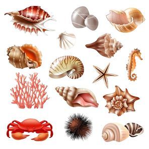 Realistic set of different beautiful seashells and other sea animals isolated on white  vector illustration