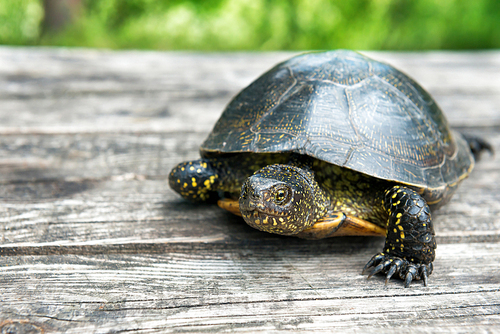 Big turtle on old wooden desk with sunny grass on background