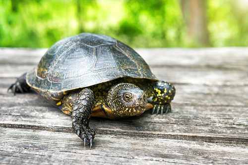 Big turtle on old wooden desk with sunny grass on background